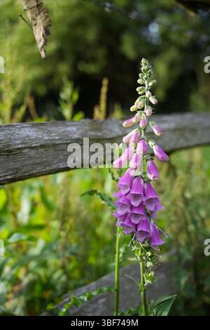 Fuchshandschuh blüht auf dem Feld vor einem Holzzaun Stockfoto