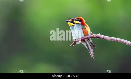 Europäischer Bienenfresser (Merops apiaster) aus Tiszaalpár, Ungarn. Stockfoto