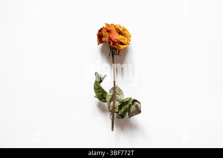 Getrocknete orange Rose auf weißem Hintergrund, getrocknete Blume für Hintergrund Stockfoto
