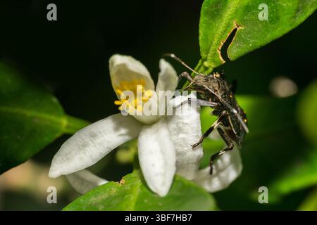 Ein wunderschöner Stinkkäfer, der auf einer weißen Blume in einem Park in Mumbai, Indien, thront Stockfoto