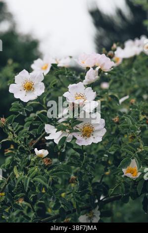Tee Rose mit Regentropfen nach einer Sommerdusche. Eine zarte Teerose bedeckt mit frischen Regentropfen, die nach einem sanften Sommerregen glitzern. Stockfoto