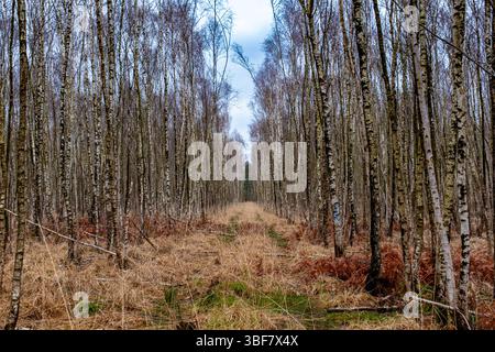 Ein Weg in einer Birkenplantage. An einem bewölkten Wintertag ohne Menschen. Stockfoto
