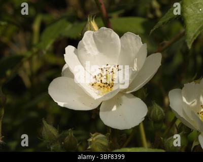 „Rambling Rector“ weiße, weisszügige Rose mit goldenen Staubblättern. Stockfoto