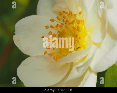 „Rambling Rector“ weiße, weisszügige Rose mit goldenen Staubblättern. Stockfoto