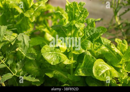 Nahaufnahme von frischem Römersalat in einem Gemüsebeet im Freien. Grünes Blattgemüse, das in einem eigenen Garten angebaut wird, Blick von oben. Stockfoto