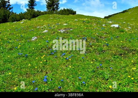 Farbenfrohe Almwiesen mit gelben und blauen Frühlingsblumen Stockfoto
