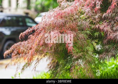 Japanischer Ahornbaum mit zarten roten und grünen Blättern, die nach Regen glitzern. Stockfoto