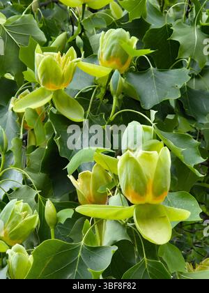 Blüten des amerikanischen Tulpenbaums Liriodendron tulipifera Stockfoto