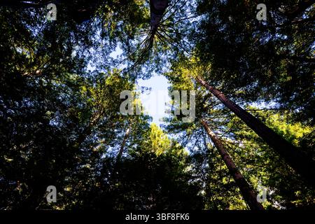 Blick auf die Gipfel einer Gruppe von Küstenmammutbäumen in einem neuseeländischen Wald. Stockfoto