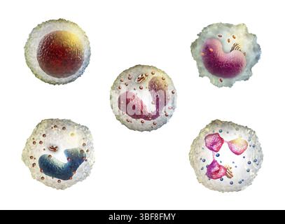 Verschiedene Arten von weißen Blutkörperchen. Digitale Illustration. Stockfoto