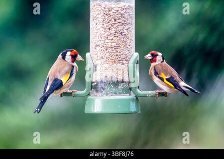 Ein Paar Goldfinken, Carduelis carduelis, auf einem Gartenvogelfutter in einem Norfolk-Garten. Stockfoto