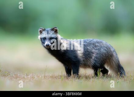 Gewöhnlicher Waschbär Hund ( Nyctereutes viverrinus ) Stockfoto