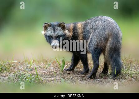 Gewöhnlicher Waschbär Hund ( Nyctereutes viverrinus ) Stockfoto