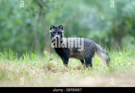 Gewöhnlicher Waschbär Hund ( Nyctereutes viverrinus ) Stockfoto