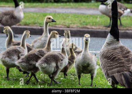 Gänsehaut Kanadas in der Nähe einer Straße mit den Erwachsenen. Stockfoto