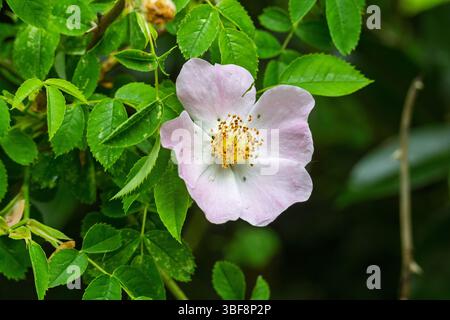 Hunderosenblüte. Auch bekannt als Briar Rose. Stockfoto