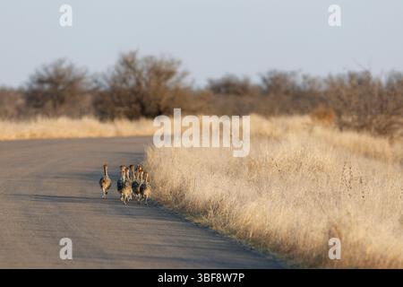 Südafrikanische Strauße (Struthio camelus australis), Gruppe von mehreren Küken, Spaziergang auf der Asphaltstraße, Morgenlicht, Kruger-Nationalpark, Süden Stockfoto