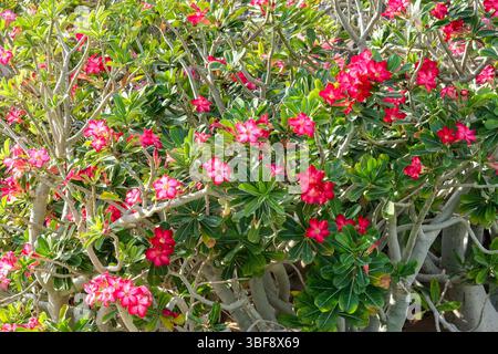 Adenium Obesum wächst hauptsächlich in den desertas-dekorativen Sträuchern für Stadtstraßen und öffentliche Parks in Dubai, VAE. Stockfoto