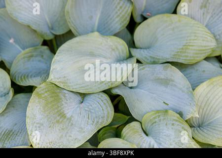 Nahaufnahme von Hostablättern in verschiedenen Größen und Formen, die den Rahmen füllen. Hellgrüne und blau-graue Farbpalette mit unterschiedlichen Adern. Stockfoto