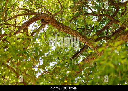 Ein Blick auf ein Baumdach. Verzweigungen und Leaves stehen im Vordergrund. Der Himmel ist durch das Laub sichtbar. Stockfoto