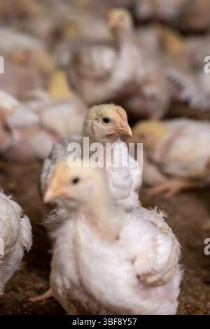 Huhn während des Wechsels von Flusen zu Federn Nahaufnahme, eine Geflügelfarm, in der Huhn gezüchtet wird, Fokus auf das zweite Huhn Stockfoto
