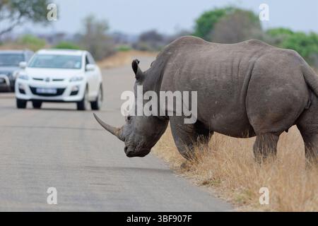 Südliches weißes Nashorn (Ceratotherium simum), erwachsenes Weibchen, auf der Seite der Asphaltstraße zu Fuß, gegenüber zwei stationären Autos, Kruger NP, Stockfoto