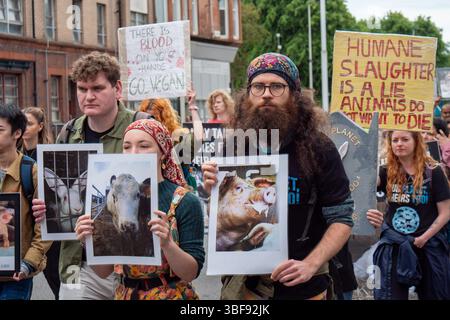 Glasgow, Schottland, Großbritannien. 31. Mai 2025. Animal Liberation Scotland hielt eine stille Demonstration zum National Animal Rights Day (NARD) ab. Ziel dieser jährlichen Veranstaltung ist es, Tiere zu ehren, die durch menschliches Handeln gelitten oder gestorben sind, für ihre Rechte einzutreten und das Bewusstsein für die Gewalt, Ausbeutung und Leiden zu schärfen, die Tiere in verschiedenen Industriezweigen ertragen, einschließlich der Lebensmittelproduktion, der wissenschaftlichen Tests und der Unterhaltung. Quelle: Cameron Scott/ZUMA Press Wire/ZUMA Wire/Alamy Live News Stockfoto