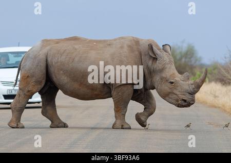 Südliches weißes Nashorn (Ceratotherium simum) umgeben von Vögeln, erwachsenes Männchen überqueren die Asphaltstraße vor einem stationären Auto Kruger Stockfoto