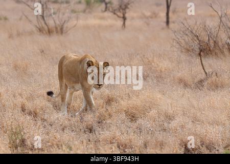 Afrikanischer Löwe (Panthera leo melanochaita), Löwin, erwachsenes Weibchen im trockenen Gras, Savanne, Kruger-Nationalpark, Südafrika, Afrika Stockfoto