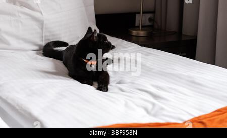 Schwarze Katze mit orangefarbenem Kragen, die bequem auf einem ordentlich gemachten Bett in einem gemütlichen Schlafzimmer liegt. Die Katze blickt seitwärts und wirkt ruhig und ruhig im weichen Stockfoto