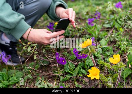 Nahaufnahme einer lebhaften Frühlingsszene in den Bergen, Person, die gelben Trollius caucasicus und violette Alpenblumen mit Smartphone Copy Spa fotografiert Stockfoto