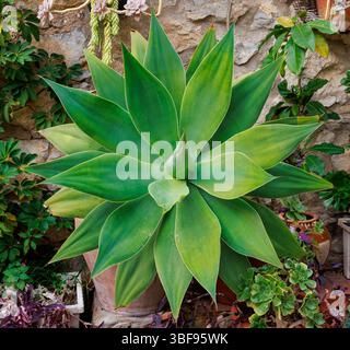 Makrodetails der Pflanze Agave attenuata Stockfoto