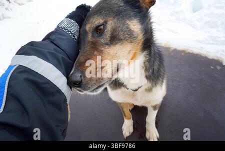 Weibliche Hand streichelt einen sibirischen Husky-Hund Kopf, flehende Augen Hund, sitzend, liegend entspannen mit Menschen, Liebe, Tier Säugetierleben Stockfoto