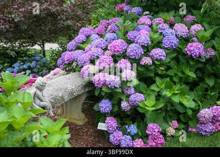 Angel on Garden Bench in a Hydrangea Garden, Cape Cod, Mass., USA, Hydrangea Festival Garden Tours, Hydrangea 'Metilda Gutges' Varietät Stockfoto