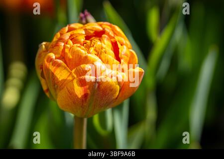 Großaufnahme einer roten, gelben und orangen Doppeltulpe Gudoshnik Double in voller Blüte. Gudoshnik Doppeltulpen im Frühlingsgarten. Idee für Postkarten, Greetin Stockfoto