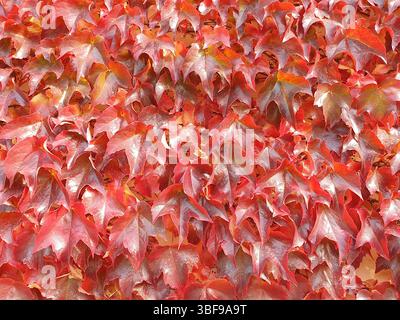 Virginia Creeper, in Herbstfarben. Parthenocissus quinquefoli JHelebrant Stockfoto