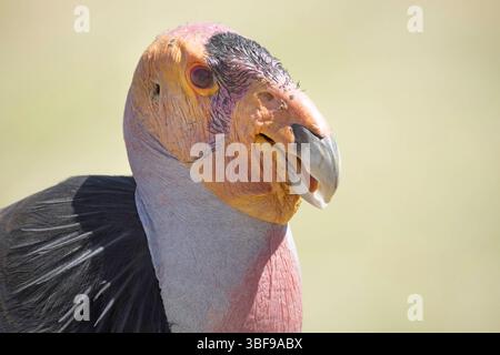 California Condor, Gymnogyps californianus der kalifornische Kondor ist mit einer Spannweite von 9,5 Metern der größte Landvogel Nordamerikas. Einst fast ausgestorben, sank die Bevölkerung bis 1982 auf nur 23. Ein Zuchtprogramm für Gefangene aus dem Jahr 1987 half, die Art zu retten. Seit Beginn der Wiedereingliederung im Jahr 1992 ist die Zahl auf über 500 Vögel gestiegen. Zu den wichtigsten Meilensteinen zählen das erste wild geschlüpfte Küken im Jahr 2004 und 2008 zum ersten Mal seit Beginn der Erholungsbemühungen mehr Kondore frei als in Gefangenschaft. J Hell / USFWS / U.S. Fish and Wildlife Service Stockfoto