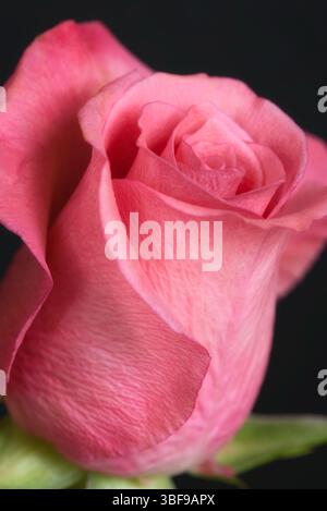Detail einer rosafarbenen Rose. Eine Rose ist entweder eine holzige mehrjährige blühende Pflanze der Gattung Rosa in der Familie der Rosaceae oder die Blume, die sie trägt. Es gibt mehr als 300 Arten und Zehntausende von Sorten. Stockfoto