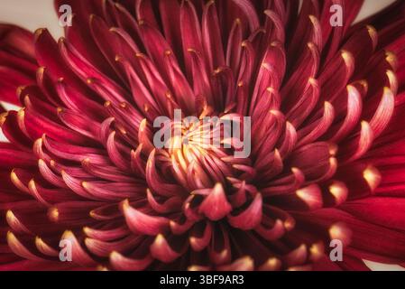 Detail einer roten Chrysantheme. Chrysanthemen, manchmal auch Mütter oder Chrysanthen genannt, sind blühende Pflanzen der Familie der Asteraceae. Sie sind in Ostasien und Nordosteuropa beheimatet. Die meisten Arten stammen aus Ostasien, und das Zentrum der Vielfalt liegt in China. Es gibt unzählige gartenbauliche Sorten und Sorten. Stockfoto