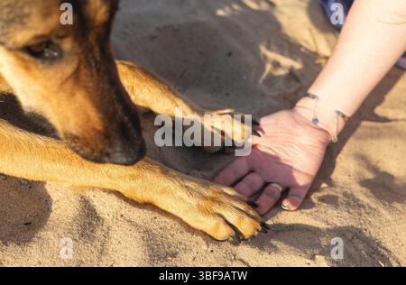 Der Hund liebt und vertraut ihm Stockfoto