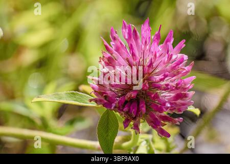 Fokussiert gestapelte Fotos einer roten Kleeblume von der Seite, beleuchtet von der Morgensonne, auf einer Farm in den östlichen Andenbergen Kolumbiens Stockfoto