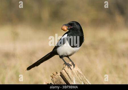 Magpie – Eine auffällige schwarz-weiße Elster scannt die Wiese, die in der Sonne glänzenden Federn. Stockfoto