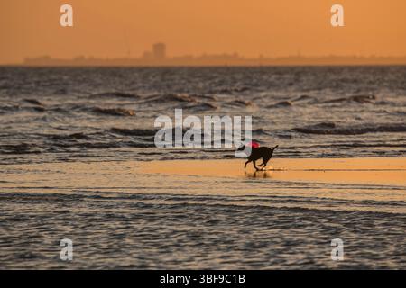 Menschen, die die Ebbe bei Sonnenuntergang genießen. Ein kleiner Hund mit einem roten Ballon, der auf dem Sand läuft. Brighton und Hove, East Sussex, England, Großbritannien Stockfoto