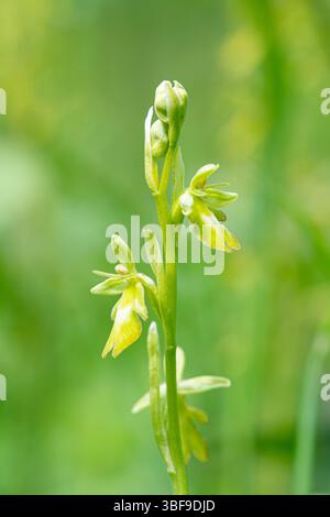 Ophrys insectifera, die Fliegenorchidee, seltene gelbe Farbvariante, blüht im Mai auf Kreiderasen in Hampshire, England, Vereinigtes Königreich Stockfoto