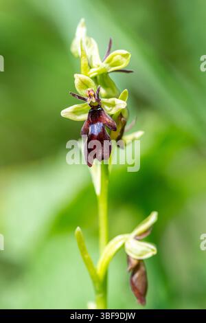 Ophrys insectifera, die Fliegenorchidee, blüht im Mai auf Kreideflächen in Hampshire, England, Großbritannien Stockfoto