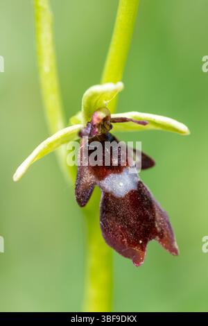 Ophrys insectifera, die Fliegenorchidee, blüht im Mai auf Kreideflächen in Hampshire, England, Großbritannien Stockfoto