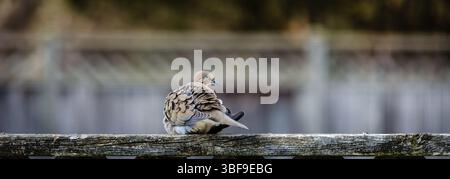 Eine trauernde Taube ruht auf einem Stadtzaun mit verschwommenem Hintergrund Stockfoto