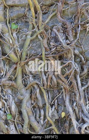 Weinstöcke auf einer Steinmauer Stockfoto