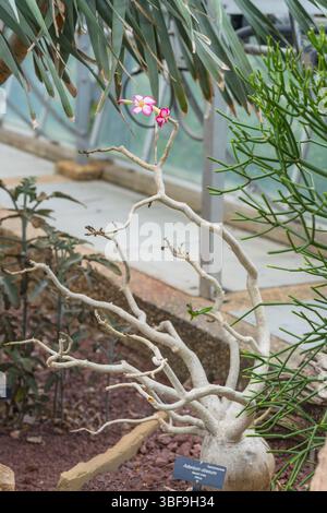 Adenium obesum zeigt eine geschwollene Basis und lebhafte Blüten in einem trockenen Lebensraum. Stockfoto