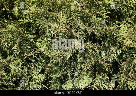 Natürliche grüne wacholderstruktur. Nahaufnahme des dichten Nadelstrauchs. Hintergrund für Pflanzen im Freien. Dekoratives immergrünes Laub. Naturkonzept. Stockfoto